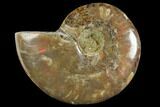 Red Flash Ammonite Fossil - Madagascar #151781-1